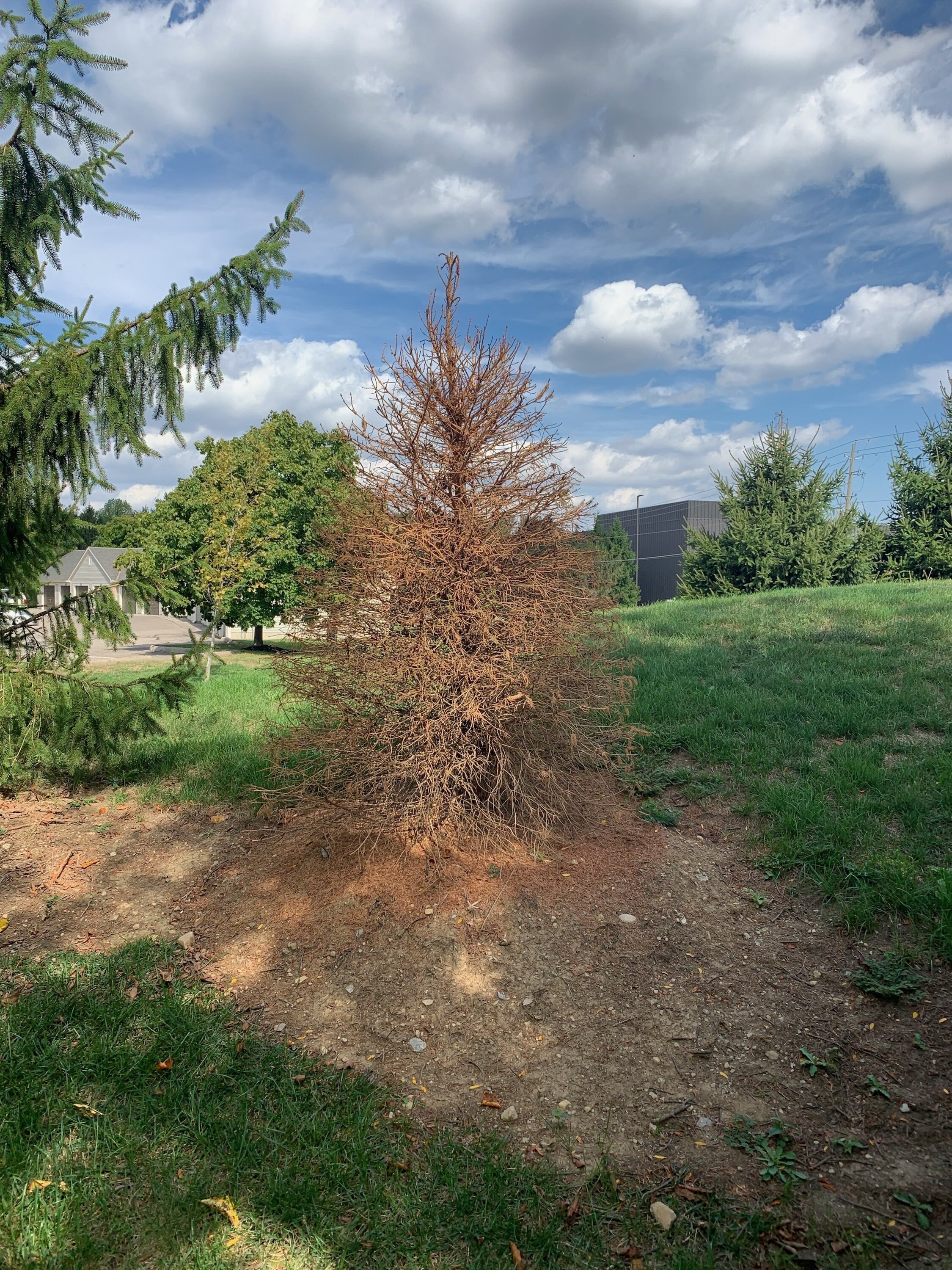 Dead Spruce, planted in June just prior to rain shutting off