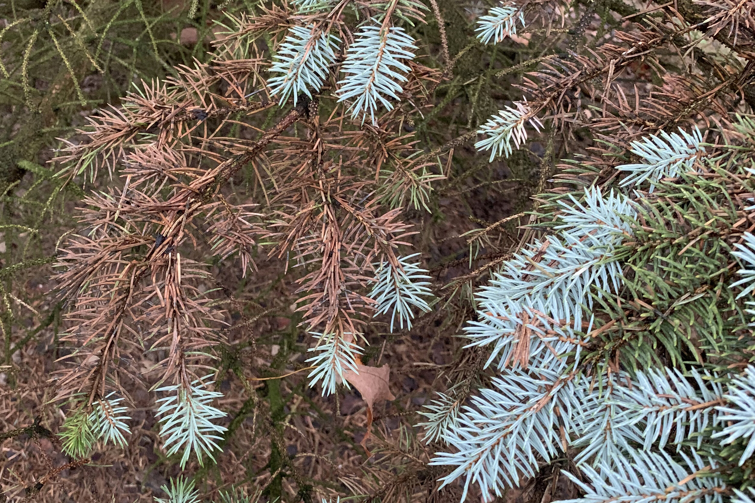 Russell Tree Experts — Identifying & Managing Rhizosphaera Needle Cast