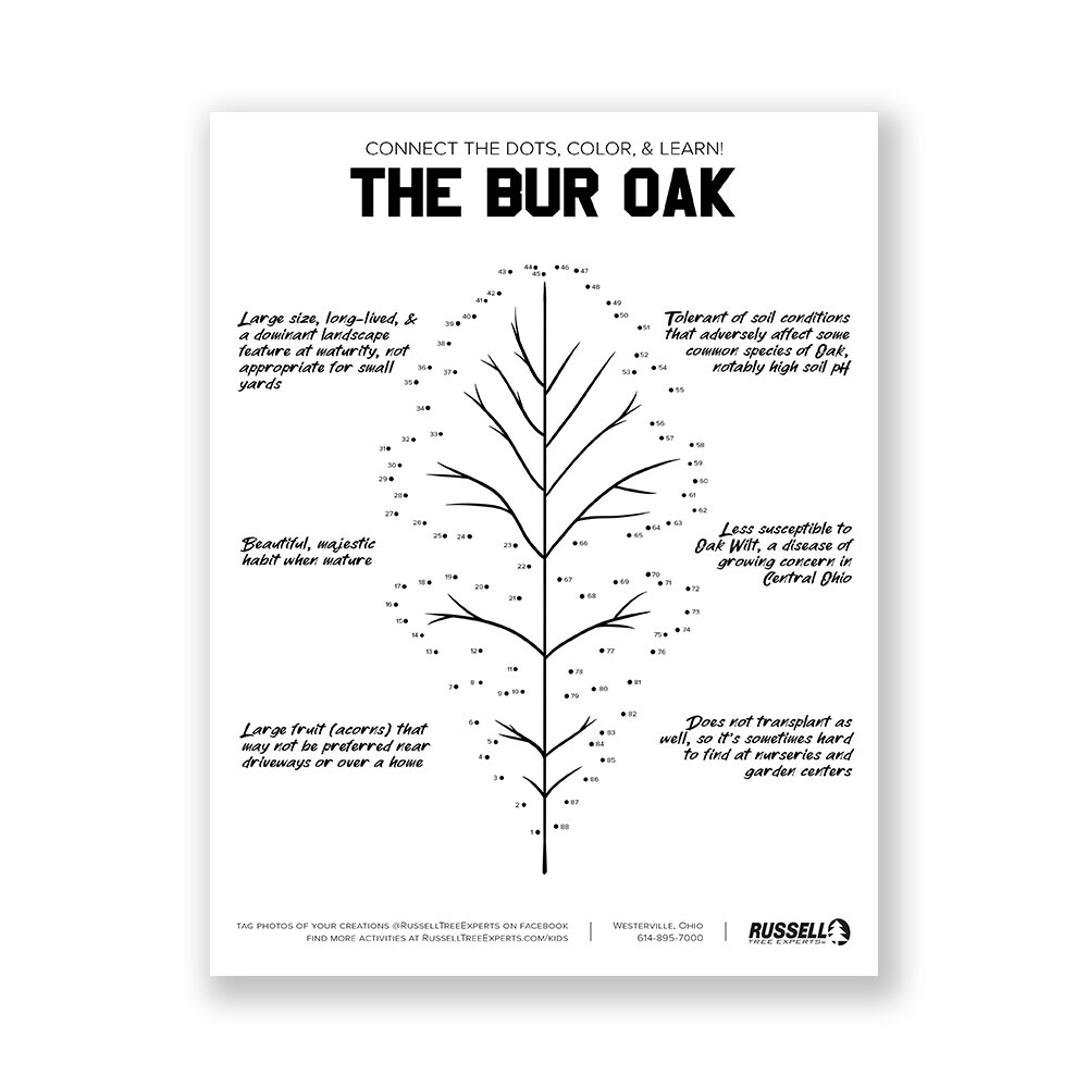 thumbnails-bur-oak.jpg