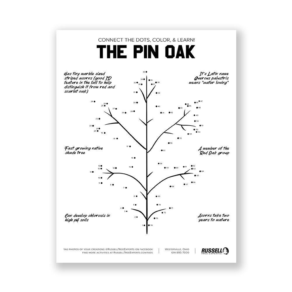 thumbnails-pin-oak.jpg