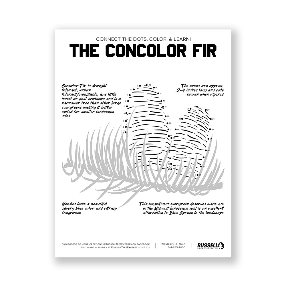 thumbnails-concolor-fir.jpg