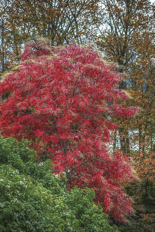  Seeing Sourwood,  Oxydendrum arboreum , in full flower and peak red fall color at the same time 