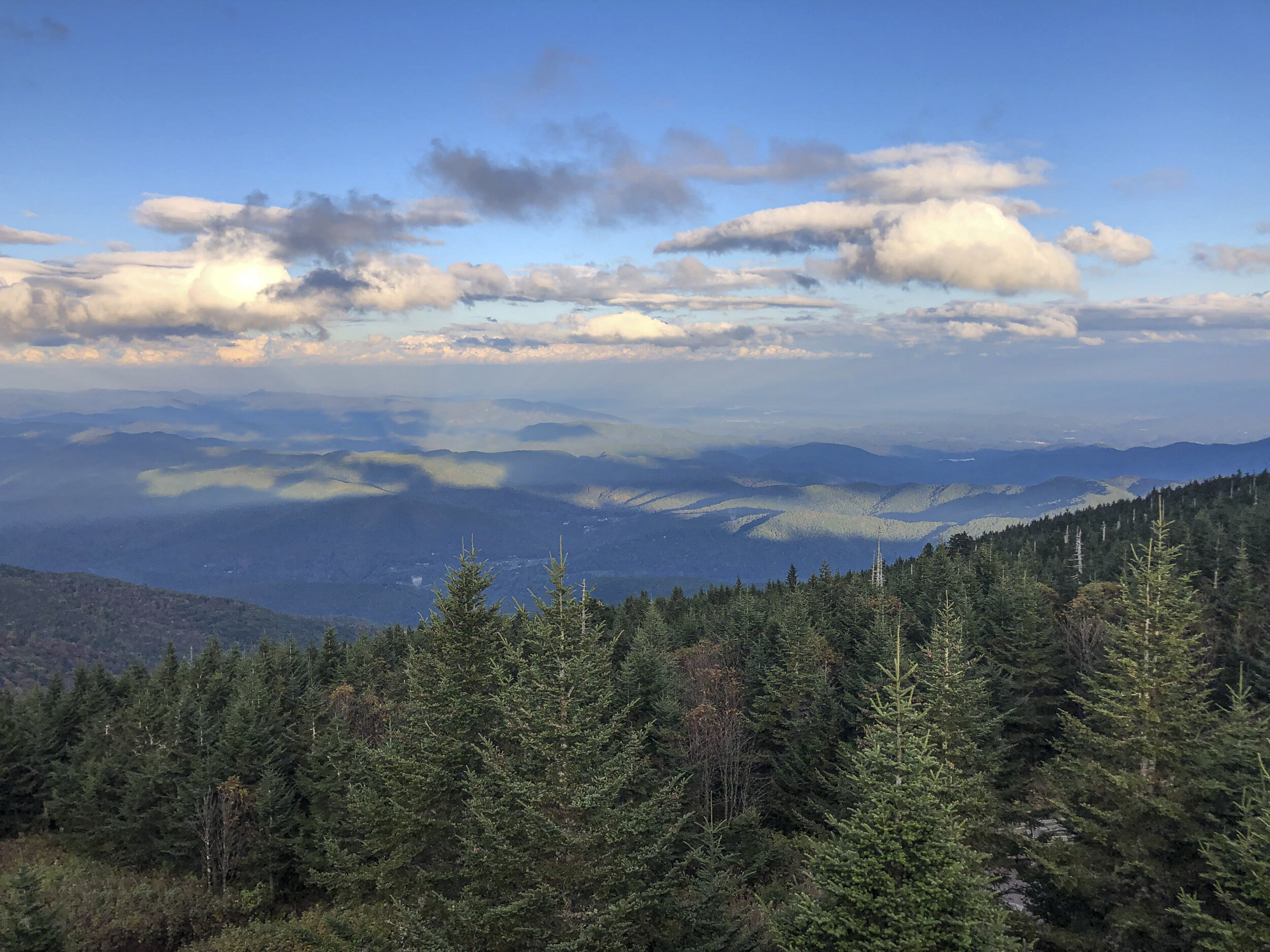 Frasier fir as far as I can see from the top of Mount Mitchell in North Carolina, the highest point East of the Mississippi 