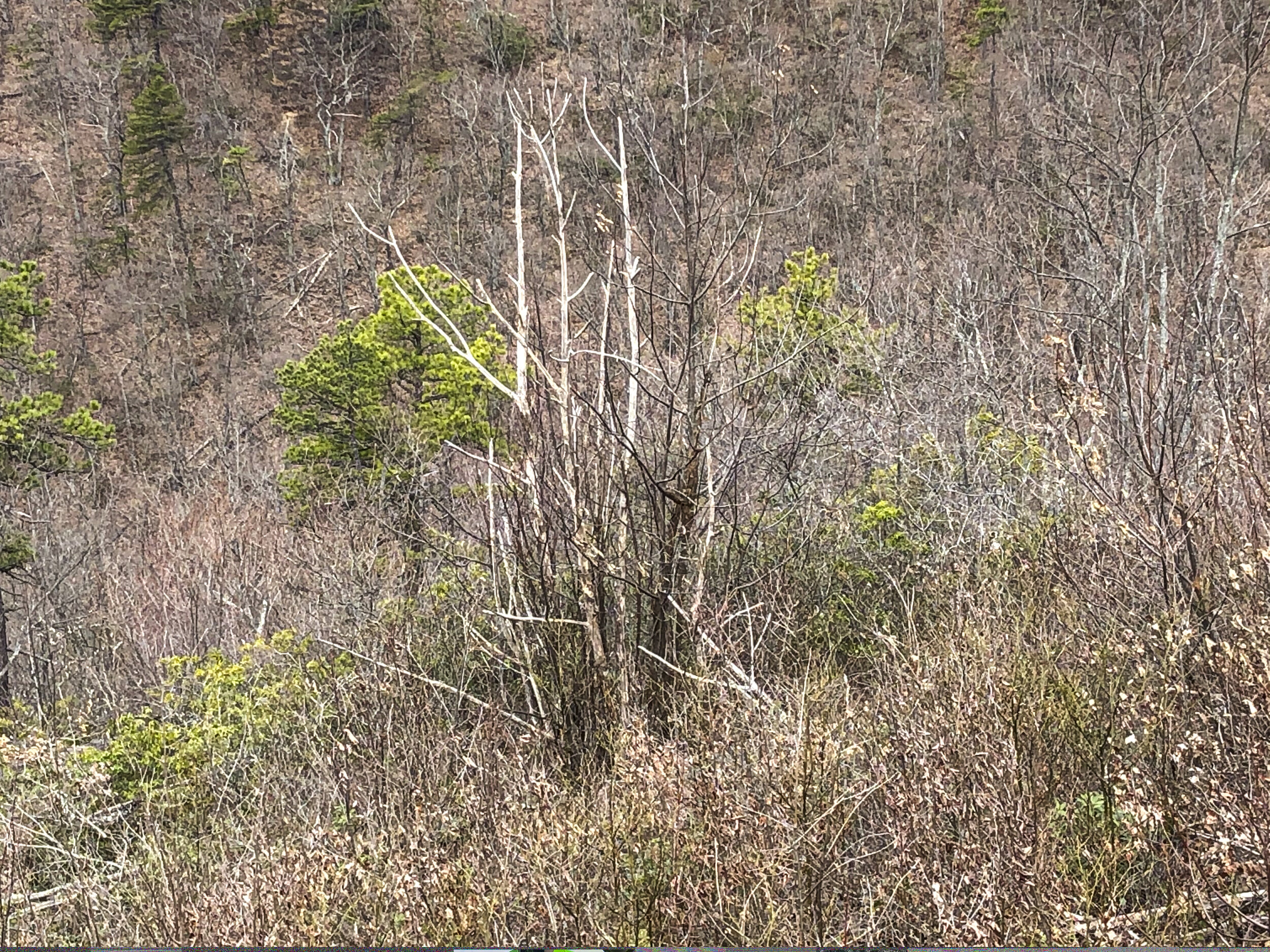  Seeing the remnants of American chestnut (a nearly extinct tree species)  