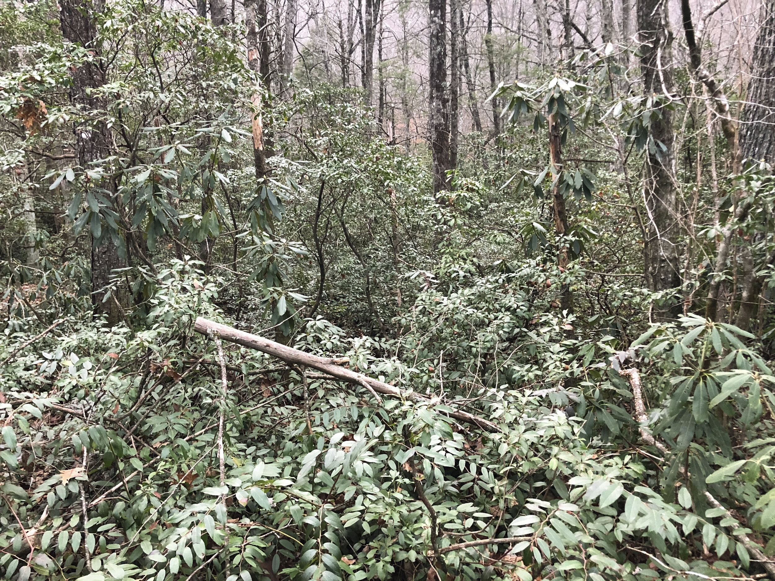  The almost impenetrable understory of rhododendron, mountain laurel, leucothoe and azaleas in North Carolina along the parkway 