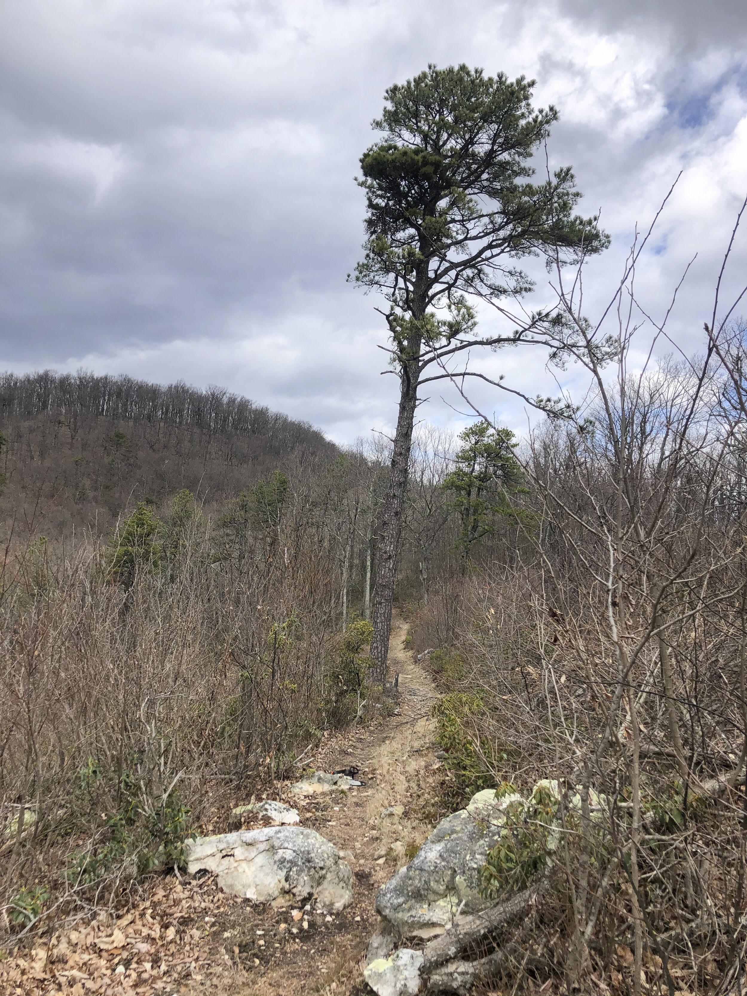  Crossing the Appalachian trail while clearing a vista in Virginia 