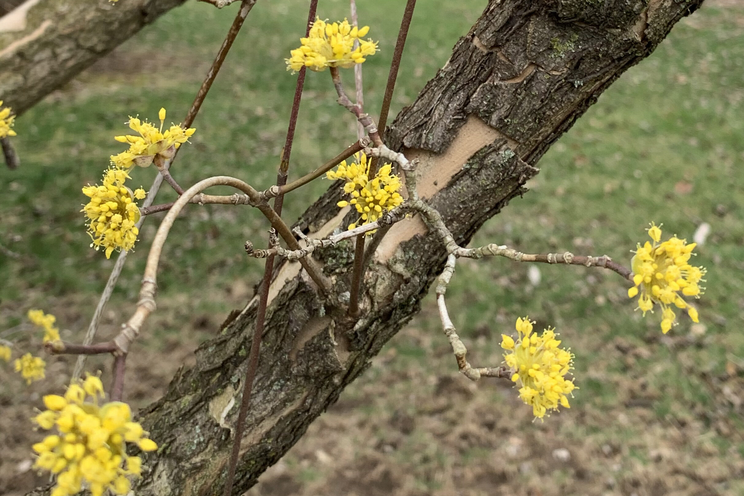 Cornelian-cherry dogwood (blooms close-up)
