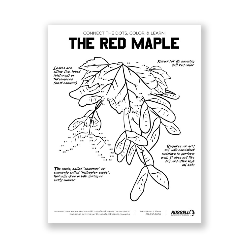 thumbnails-red-maple.jpg