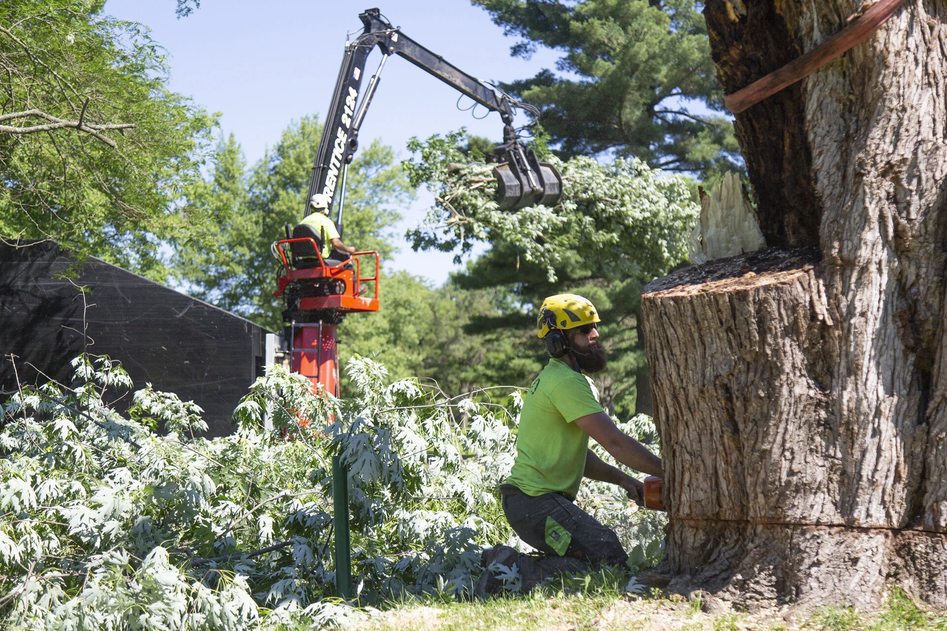 180614_rte_treework_0195 2.jpg