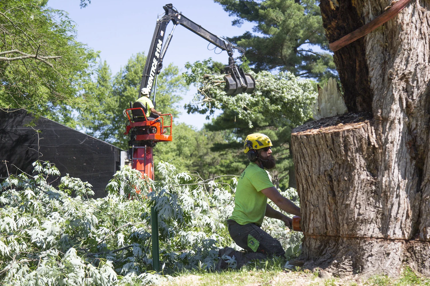 English Reeve Tree Work Russell Tree Experts — Quote Request Confirmation