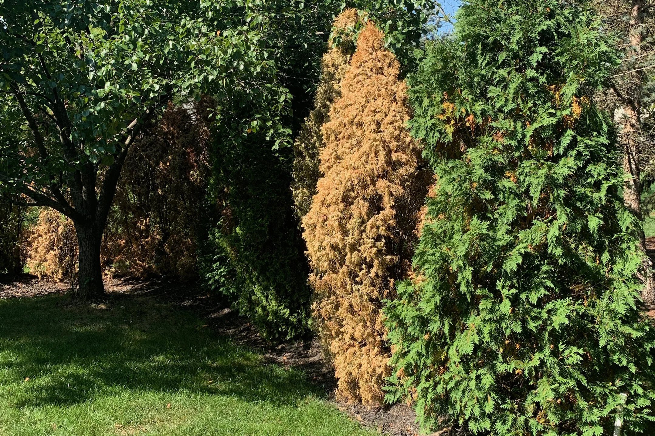 Russell Tree Experts — Roots are Dry. Water your Trees!