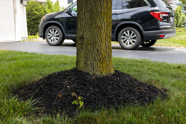 Example of a “mulch volcano”