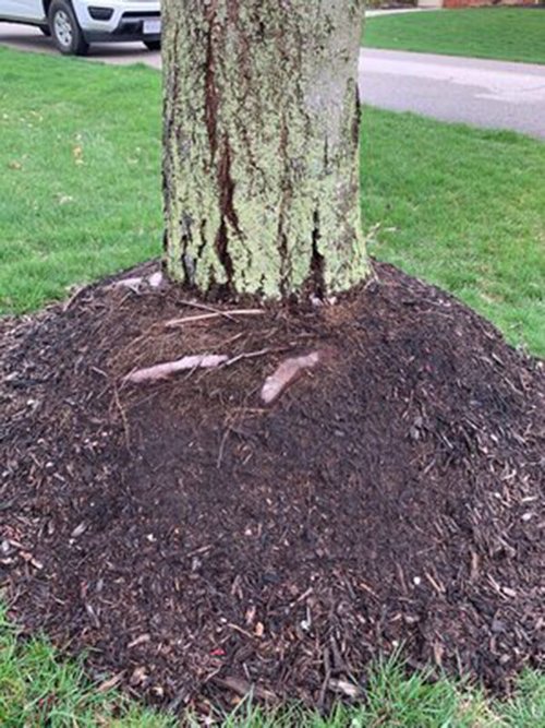 Tips for Mulching around Trees: Expert Tricks for Healthy Growth