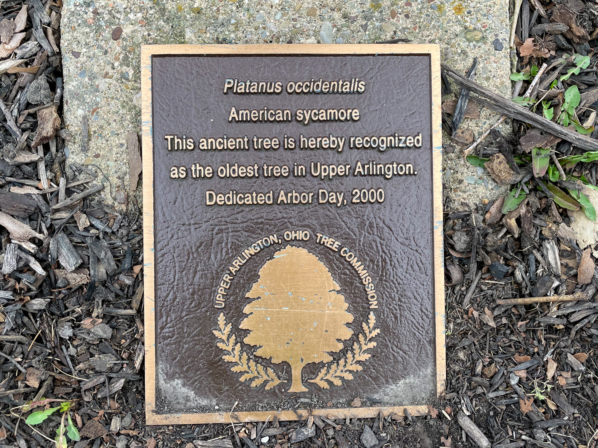 Plaque recognizing the tree as the oldest in UA