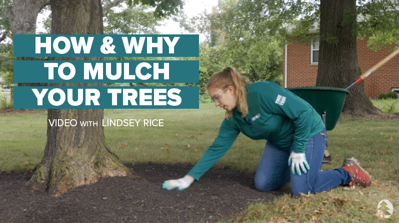 210408-mulch-lindsey.gif