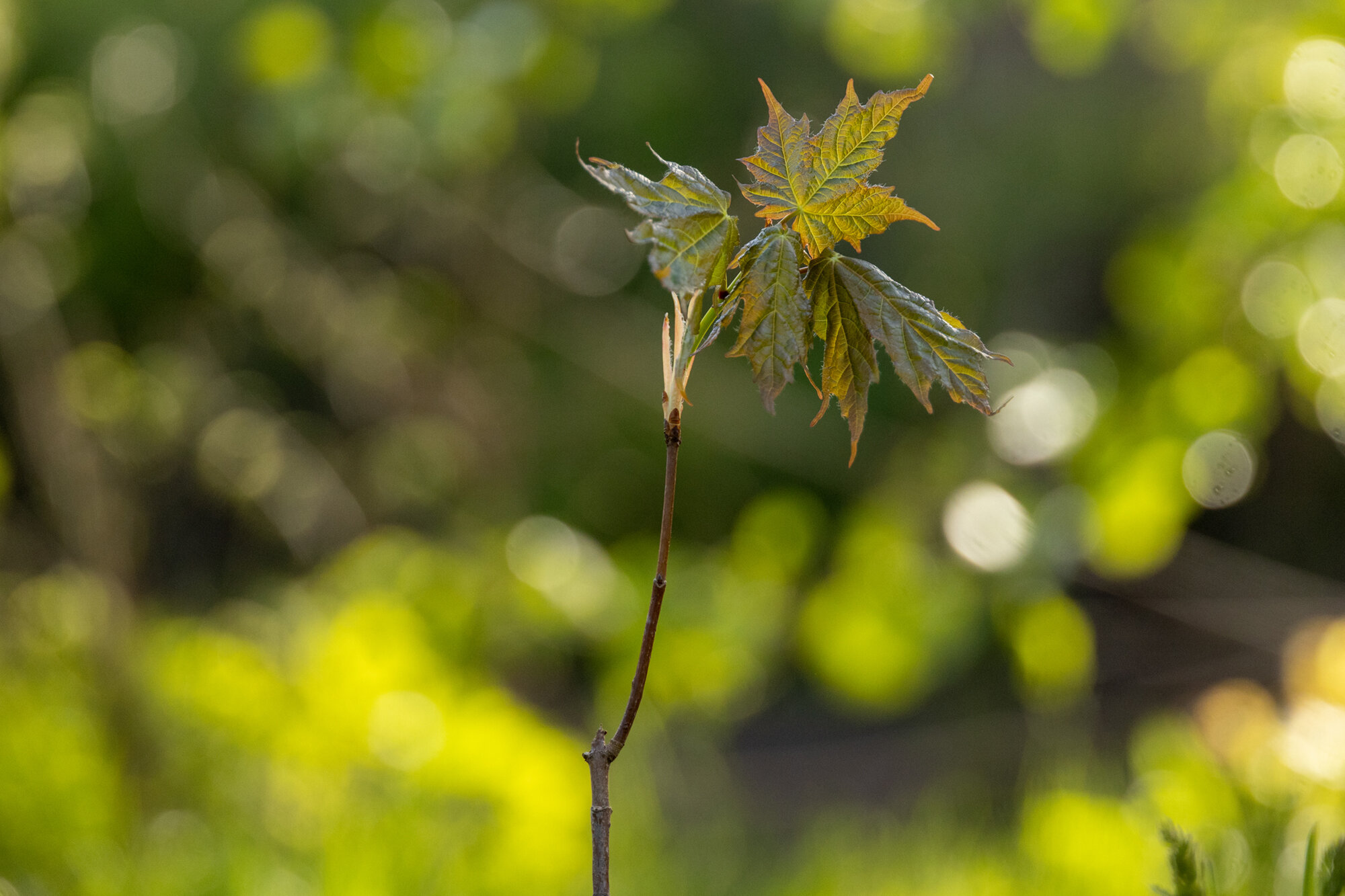 210427_RTE_DSLR_WillowBluff_TreePlanting-2.jpg