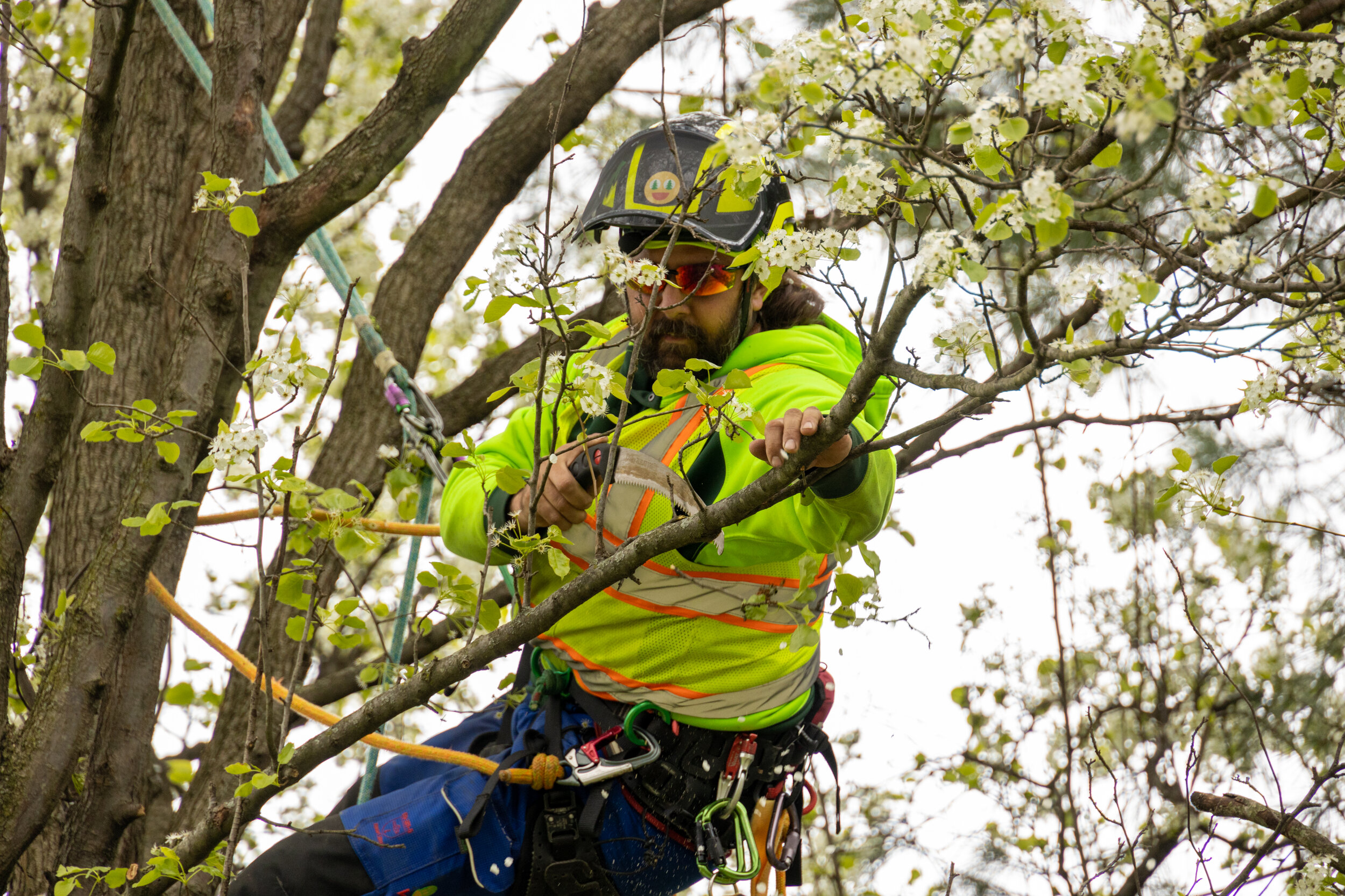 Russell Tree Experts — Why is Tree Pruning Important?
