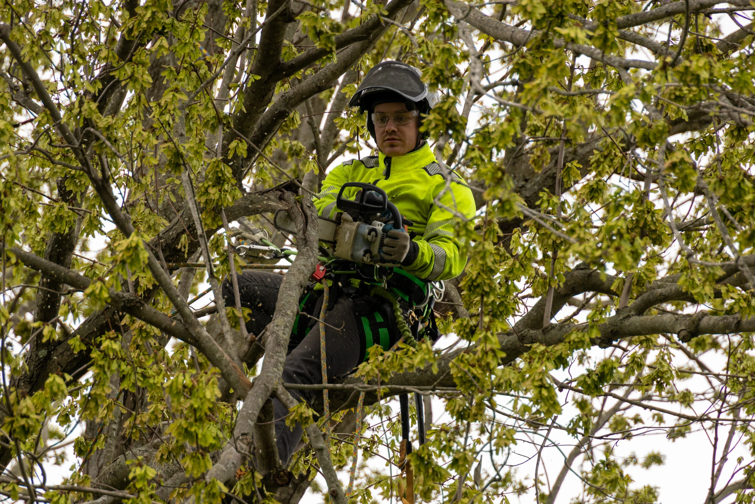 Russell Tree Russell Tree Experts — Residential
