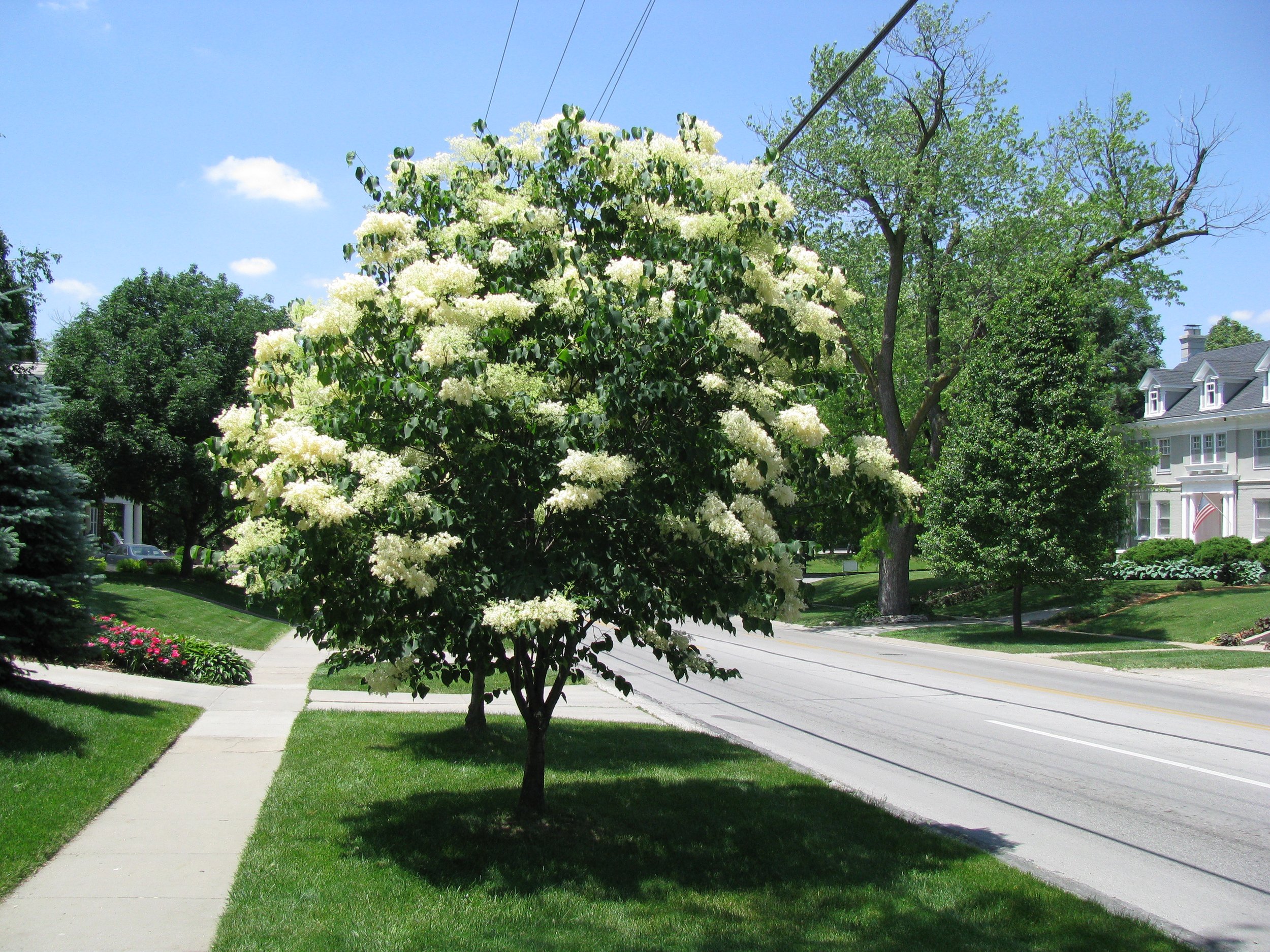 Russell Tree Experts — Asian Trees for the Ohio Landscape [Part 20]