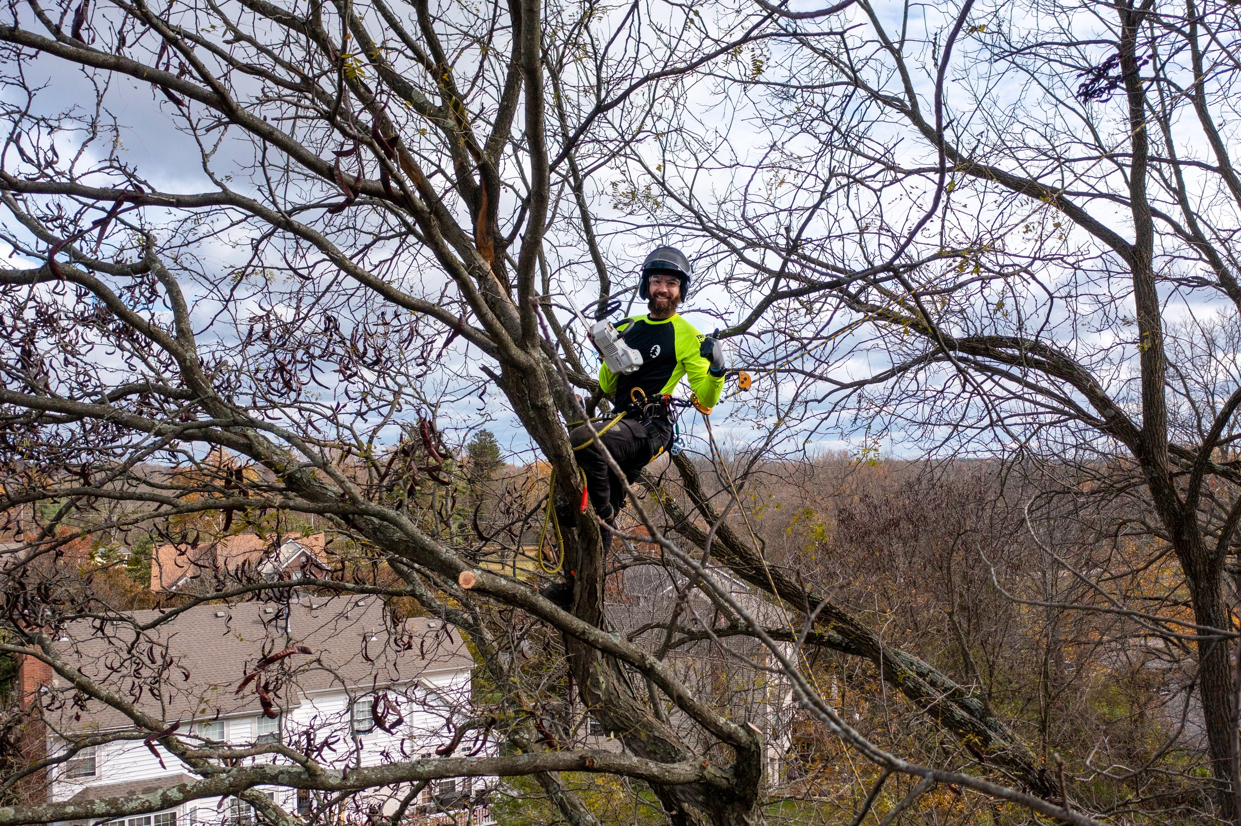   Removal, Pruning, Tree Wellness, &amp; More!    Free Quote    Request Quote  