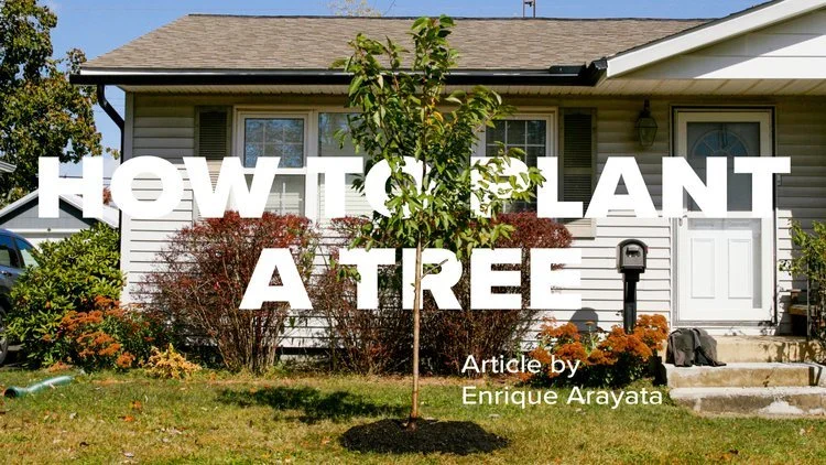 Arbor+Ed+How+to+Plant+a+Tree+Header.jpg