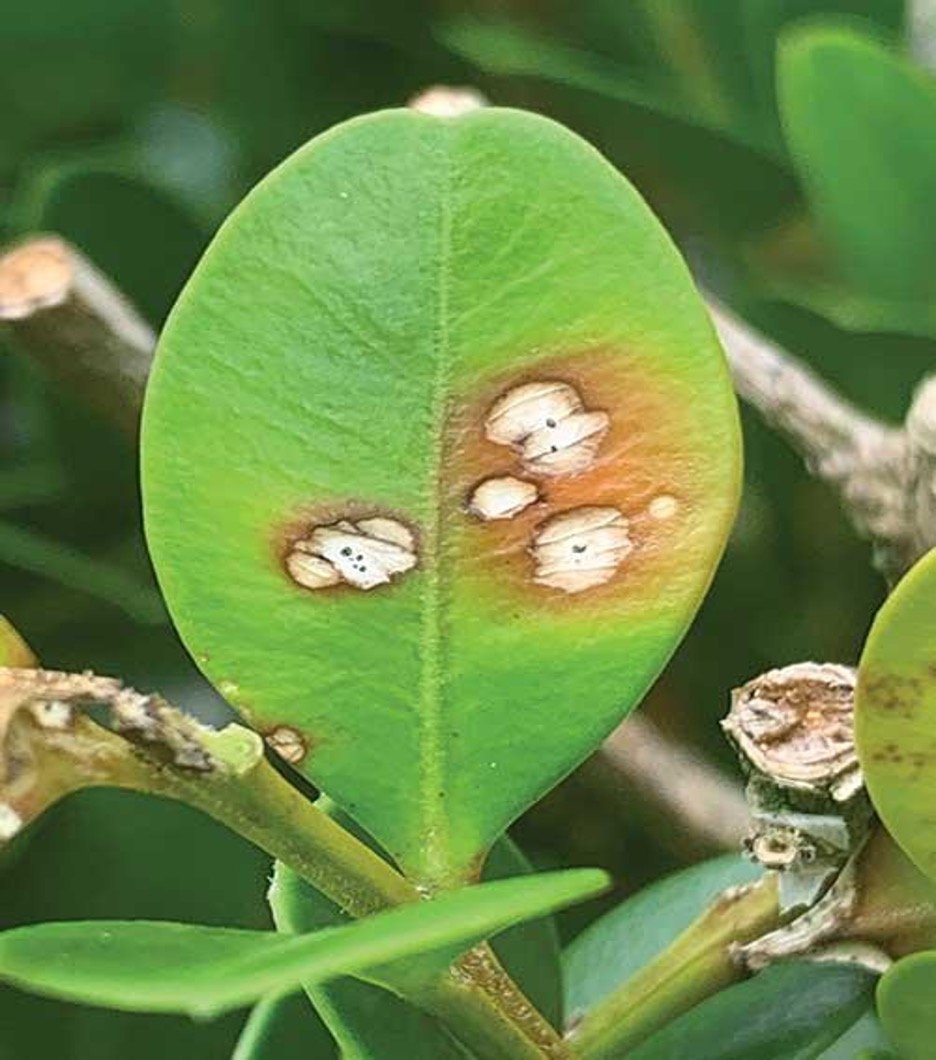Leaf Spotting (Colletotrichum theobromicola)