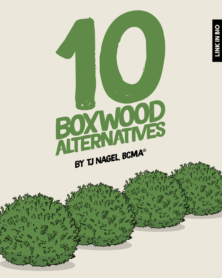 231207-boxwood-replacement-insta.gif
