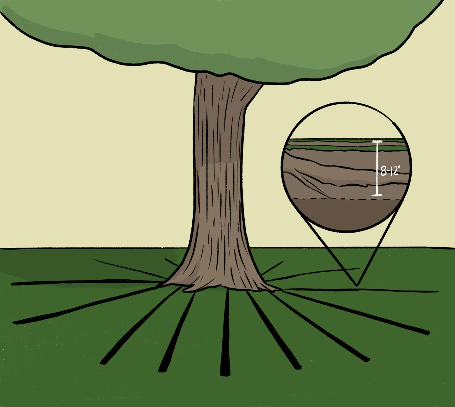 Radial Pattern Root Russell Tree Experts — Root for Your Roots!