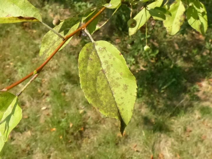 crabapple scab Snowdrift 1 Crab 6-24-16.jpg