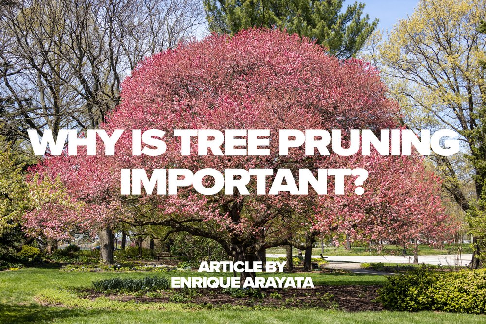 230112 Why is Tree Pruning Important by Enrique Arayata.jpeg