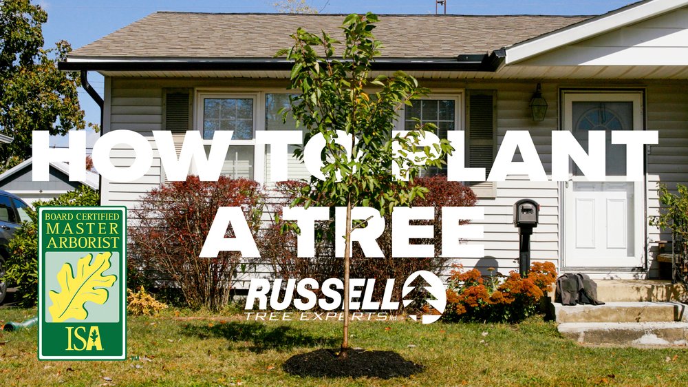 How to Plant a Tree Thumbnail.jpg