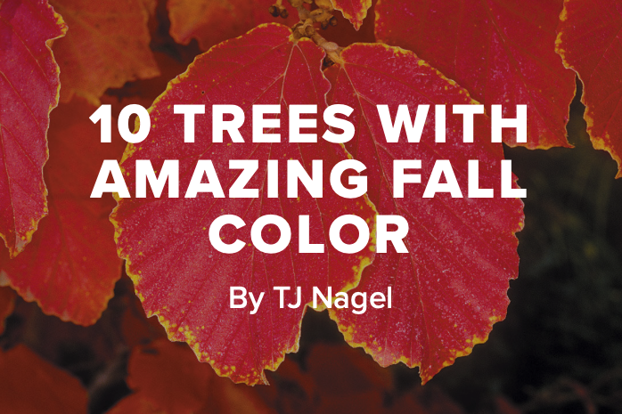 10 Trees With Amazing Fall Color by TJ Nagel.png