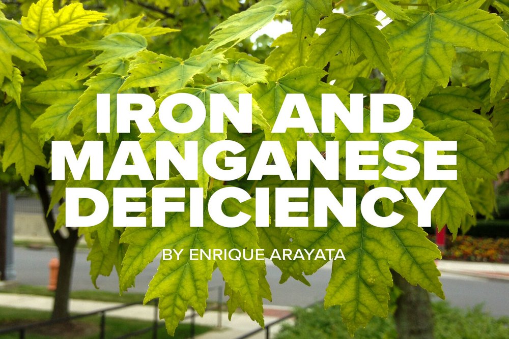 Iron and Manganese Deficiency.jpeg