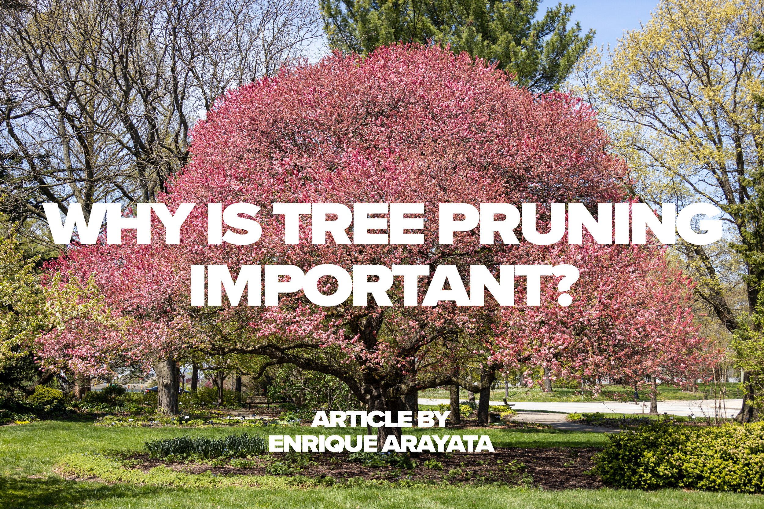 Why is Tree Pruning Important Header.jpeg
