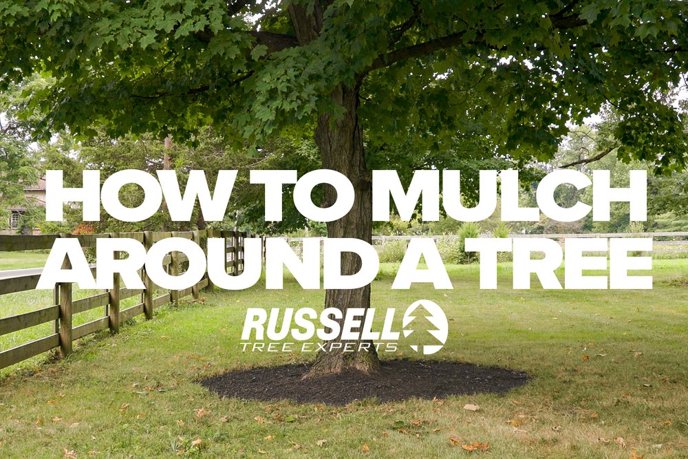 How to Mulch Around a Tree Banner Photo Arbor Ed.jpg