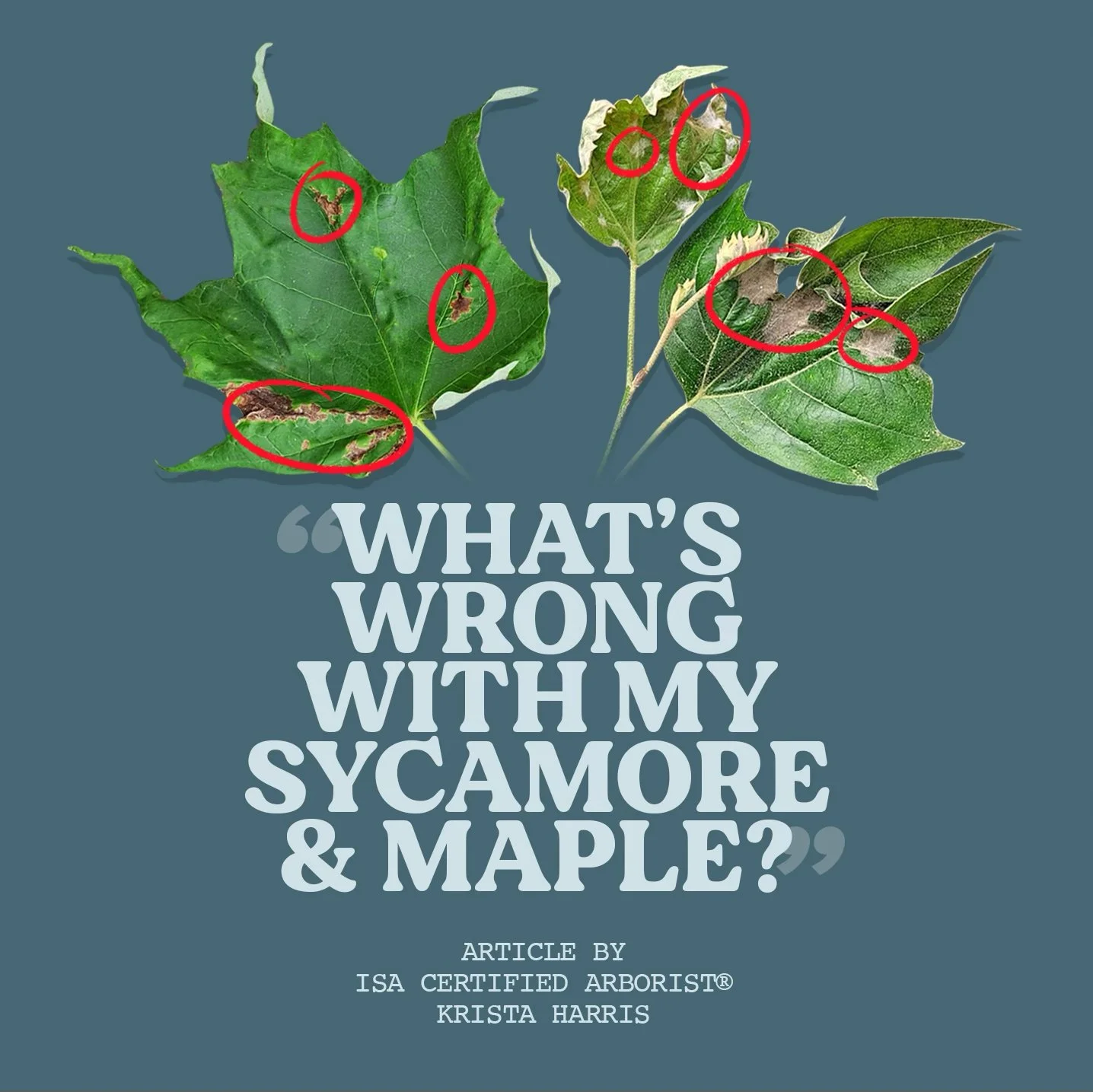 Whats Wrong with My Sycamore & Maple by Krista Harris new).jpg