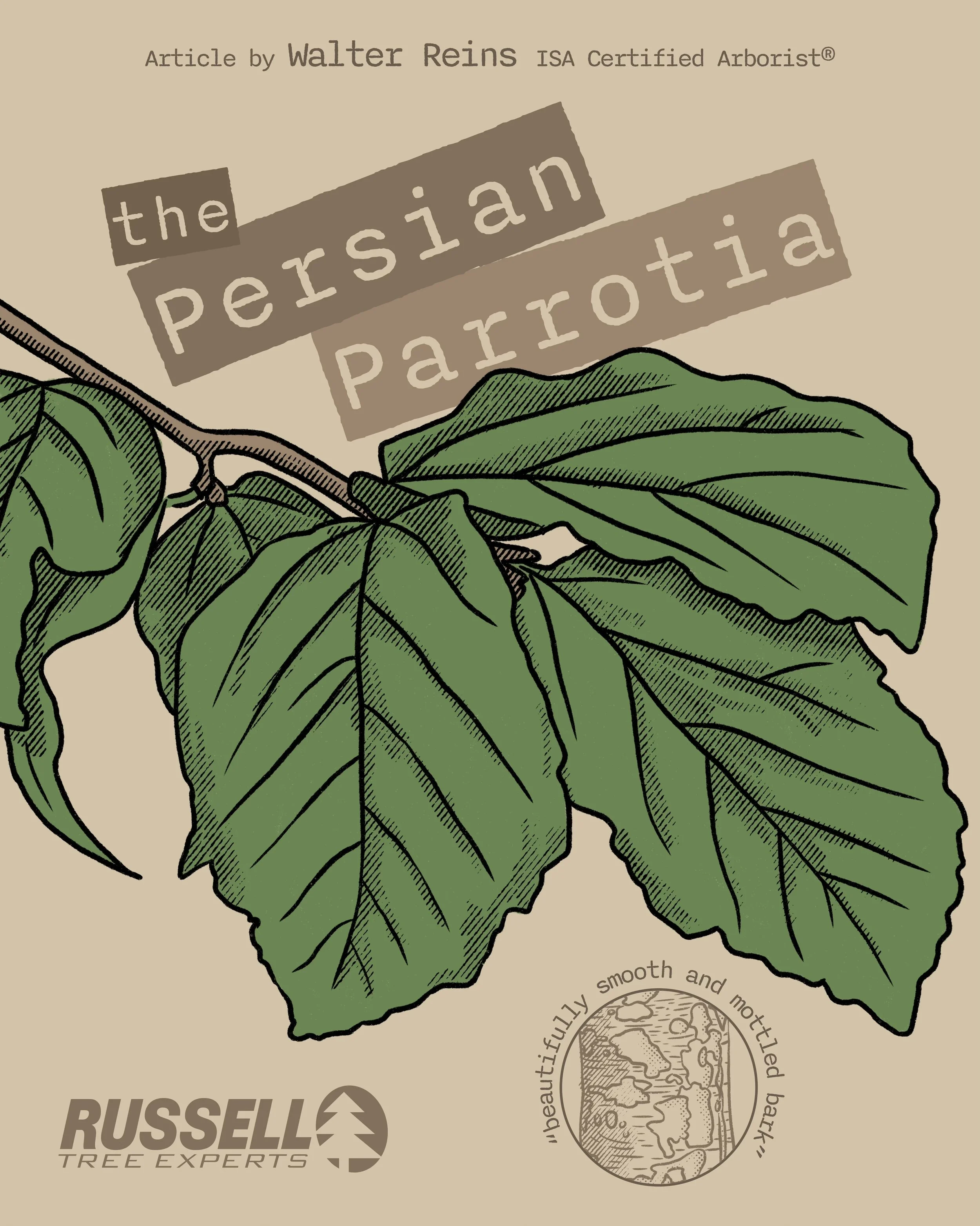 The Persian Parrotia by Walter Reins.jpeg