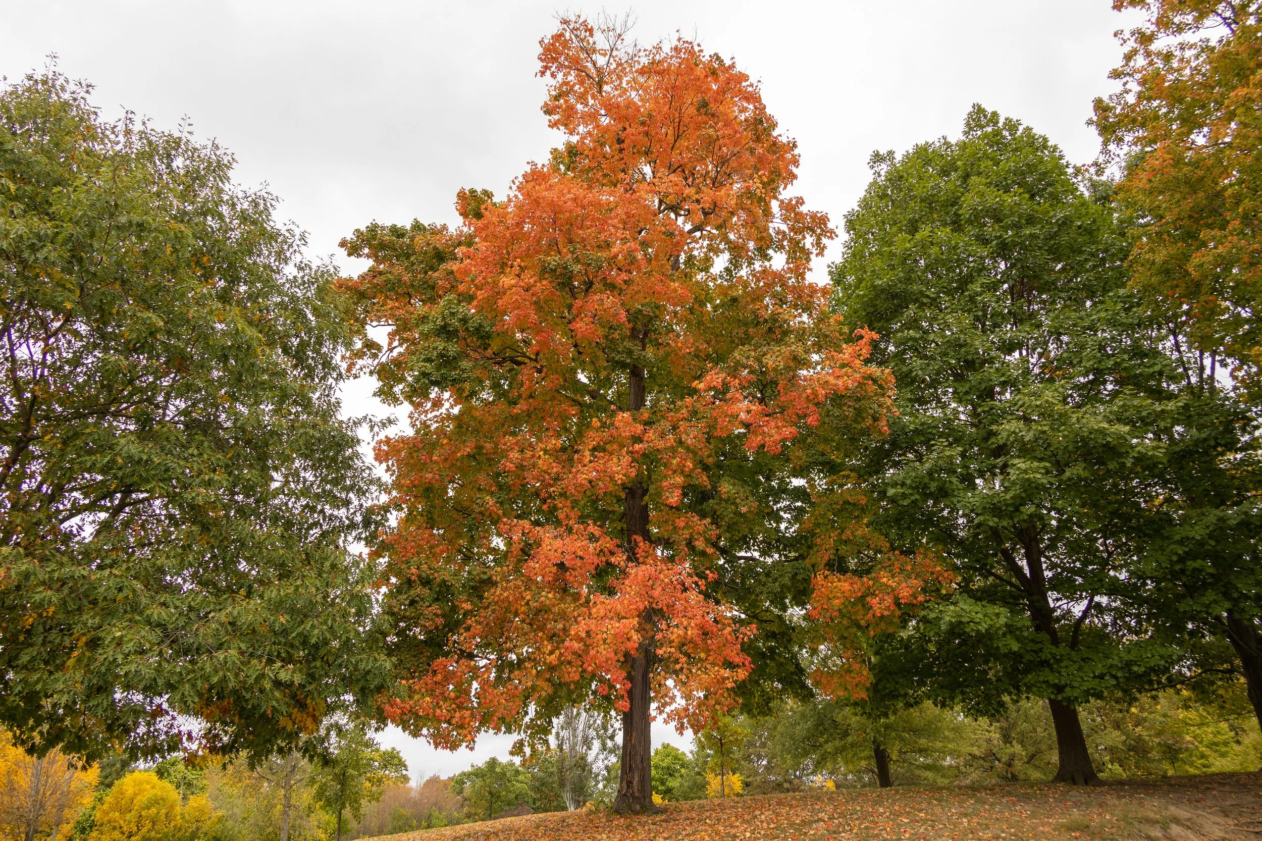 Sugar maple (Acer saccharum) fall foliage