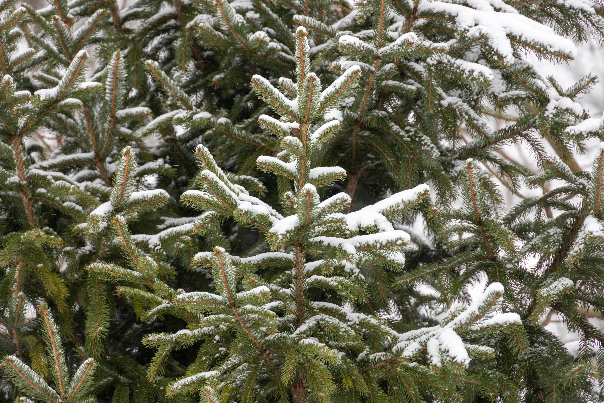   Removal, Pruning, Tree Wellness, &amp; More!    Free Quote    Request Quote  