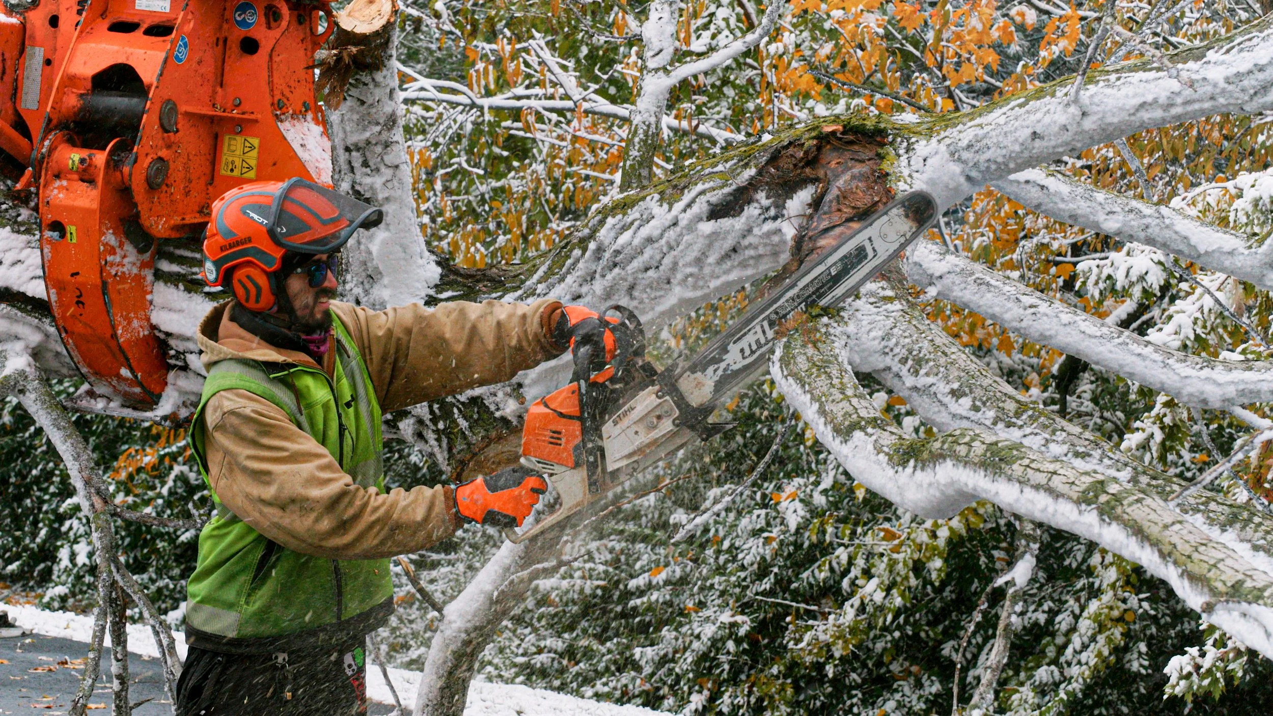  Removal, Pruning, Tree Wellness, &amp; More!    Free Quote    Request Quote  