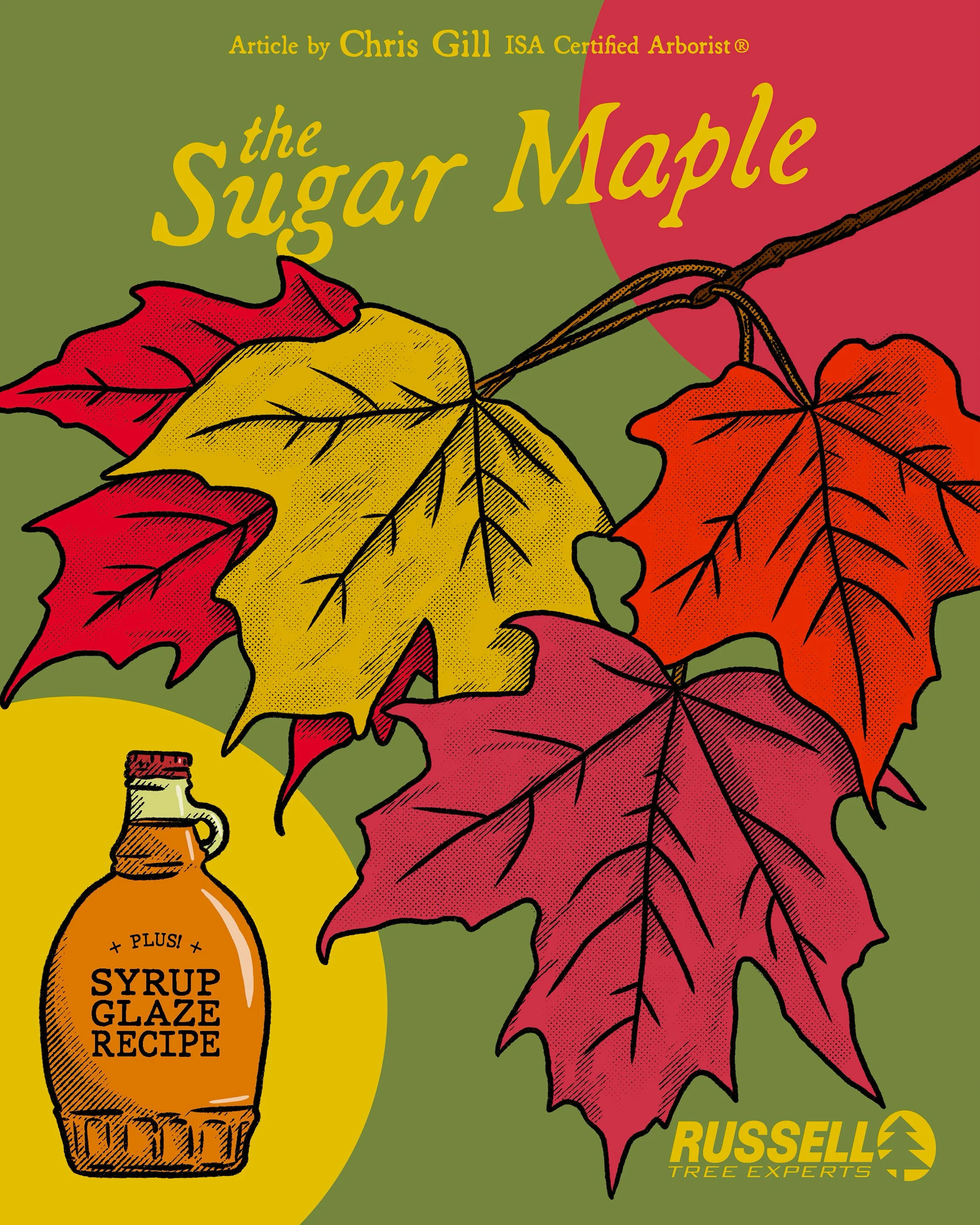 The Sugar Maple by Chris Gill.jpg