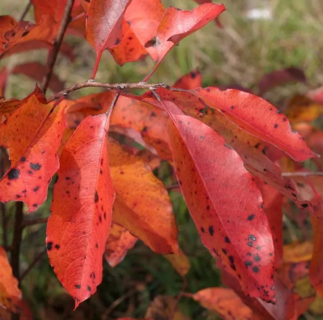 Persimmon Fall Color