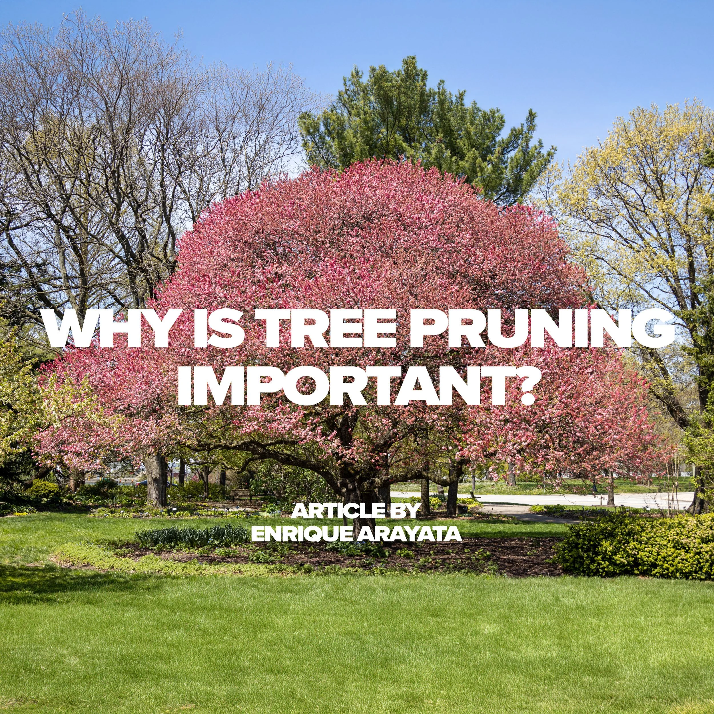 Why is Tree Pruning Important by Enrique Arayata Square.jpg