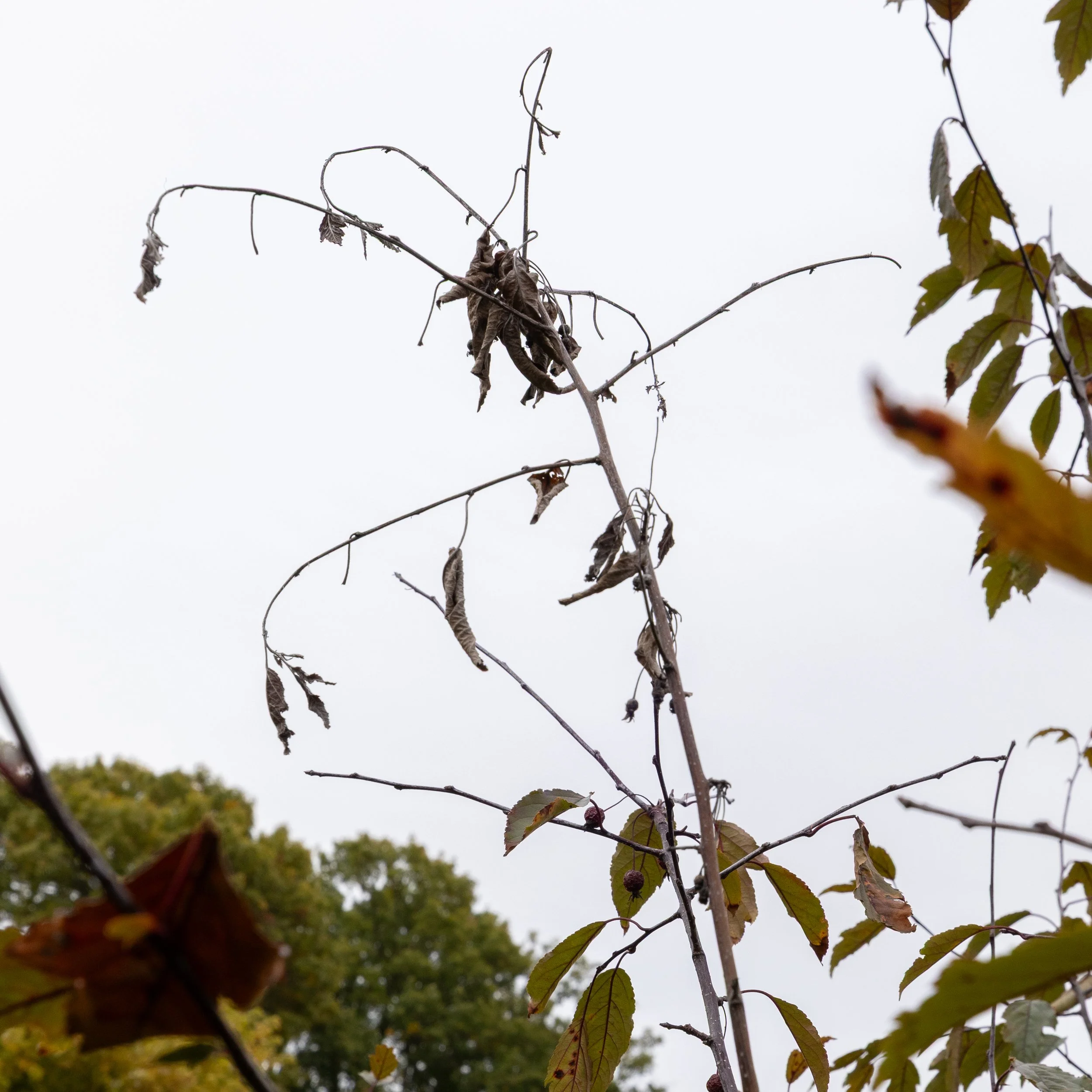 Fire blight on a crabapple tree