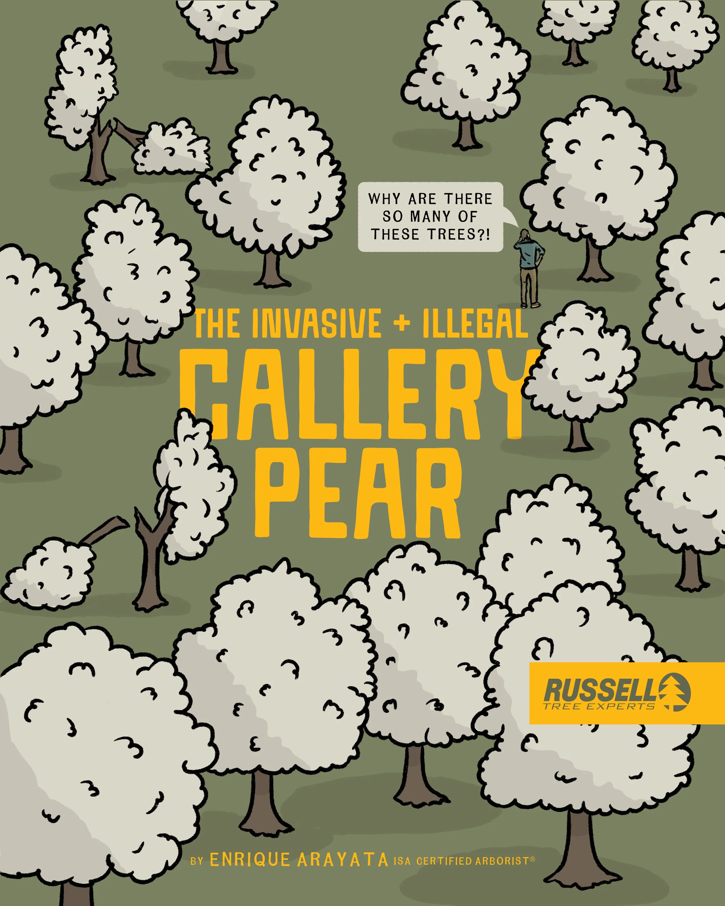 The Invasive &amp; Illegal Callery Pear