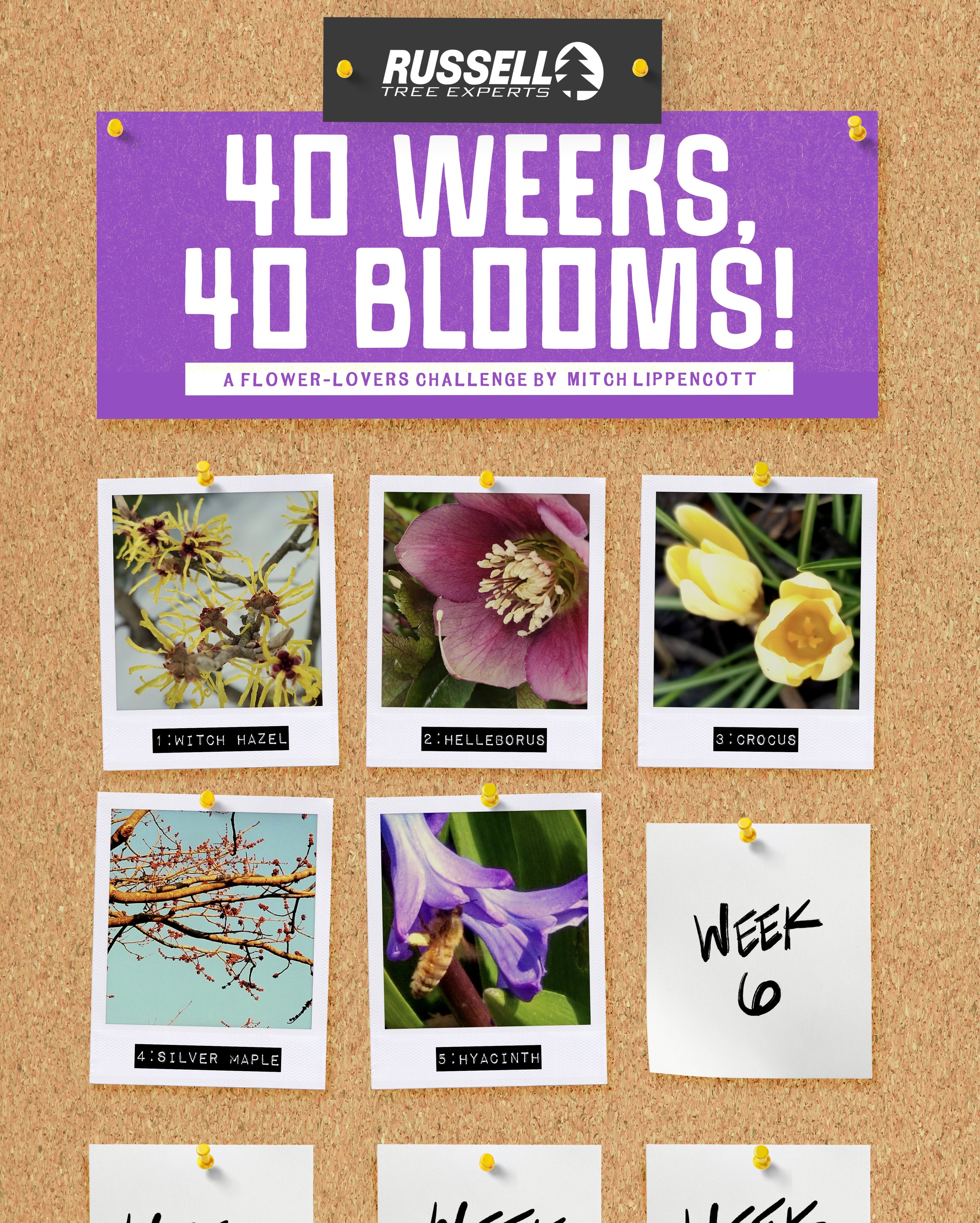 The 40 Weeks of Flowers Challenge