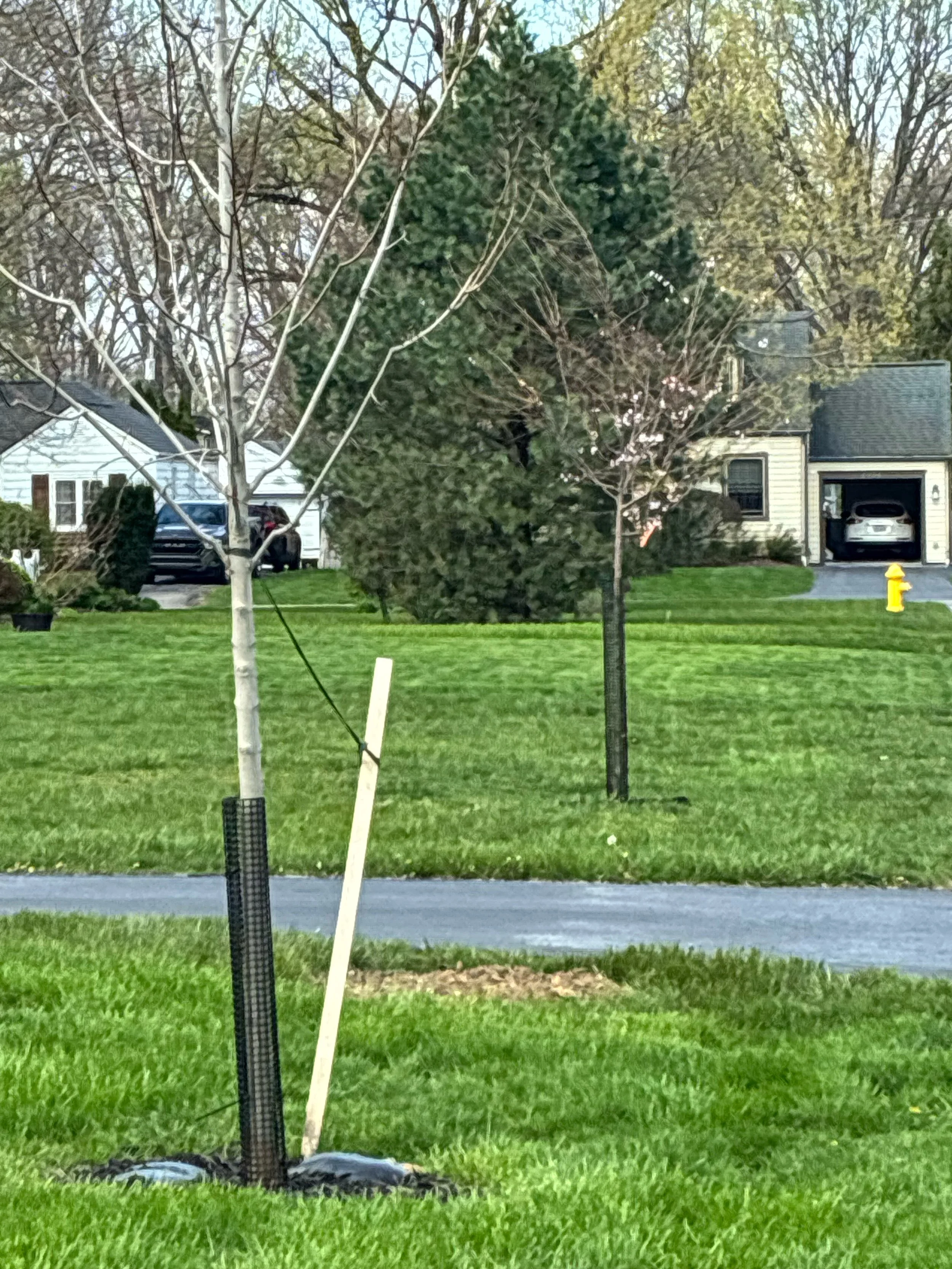 ©Russell Tree Experts