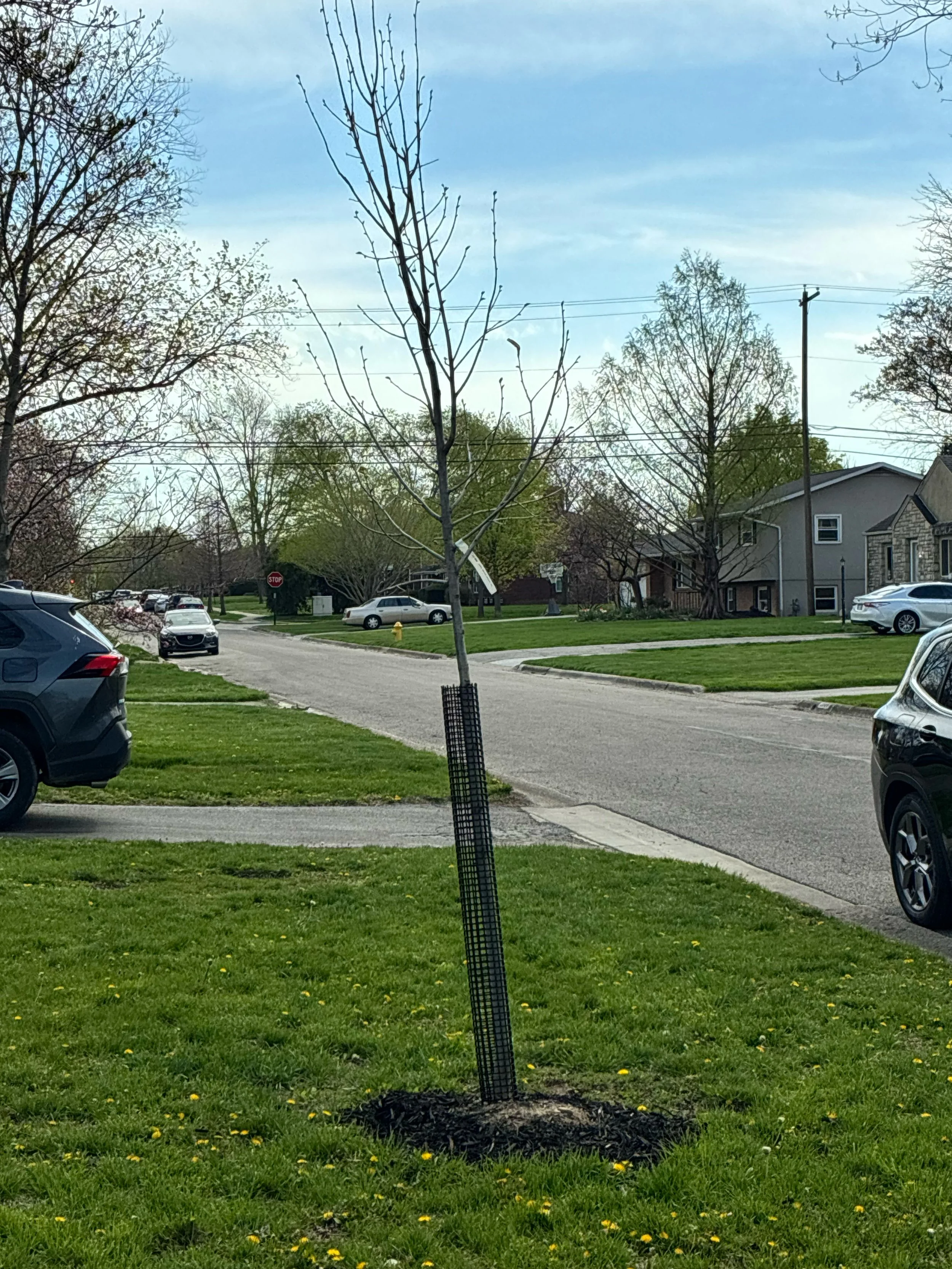 ©Russell Tree Experts