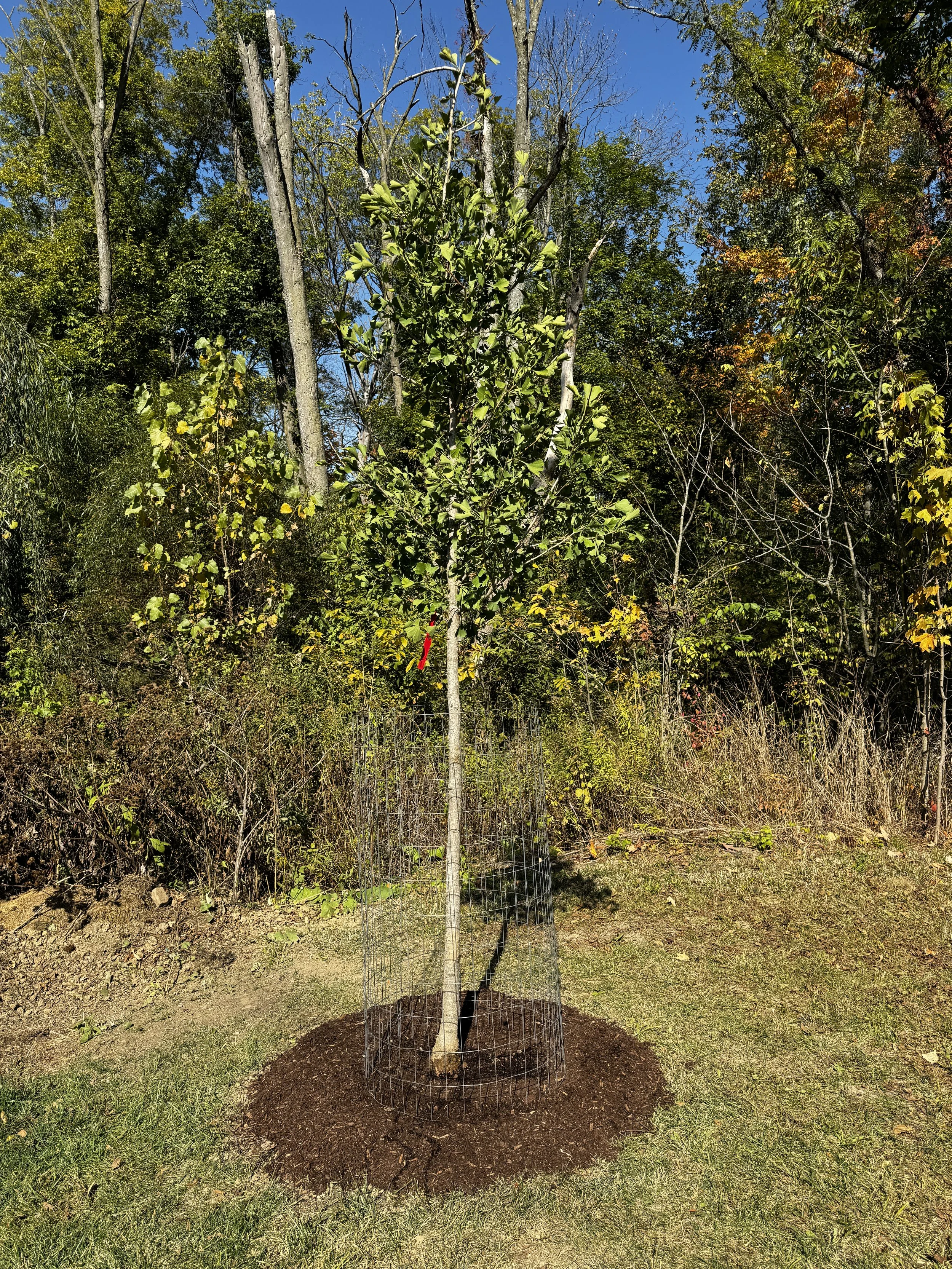 ©Russell Tree Experts