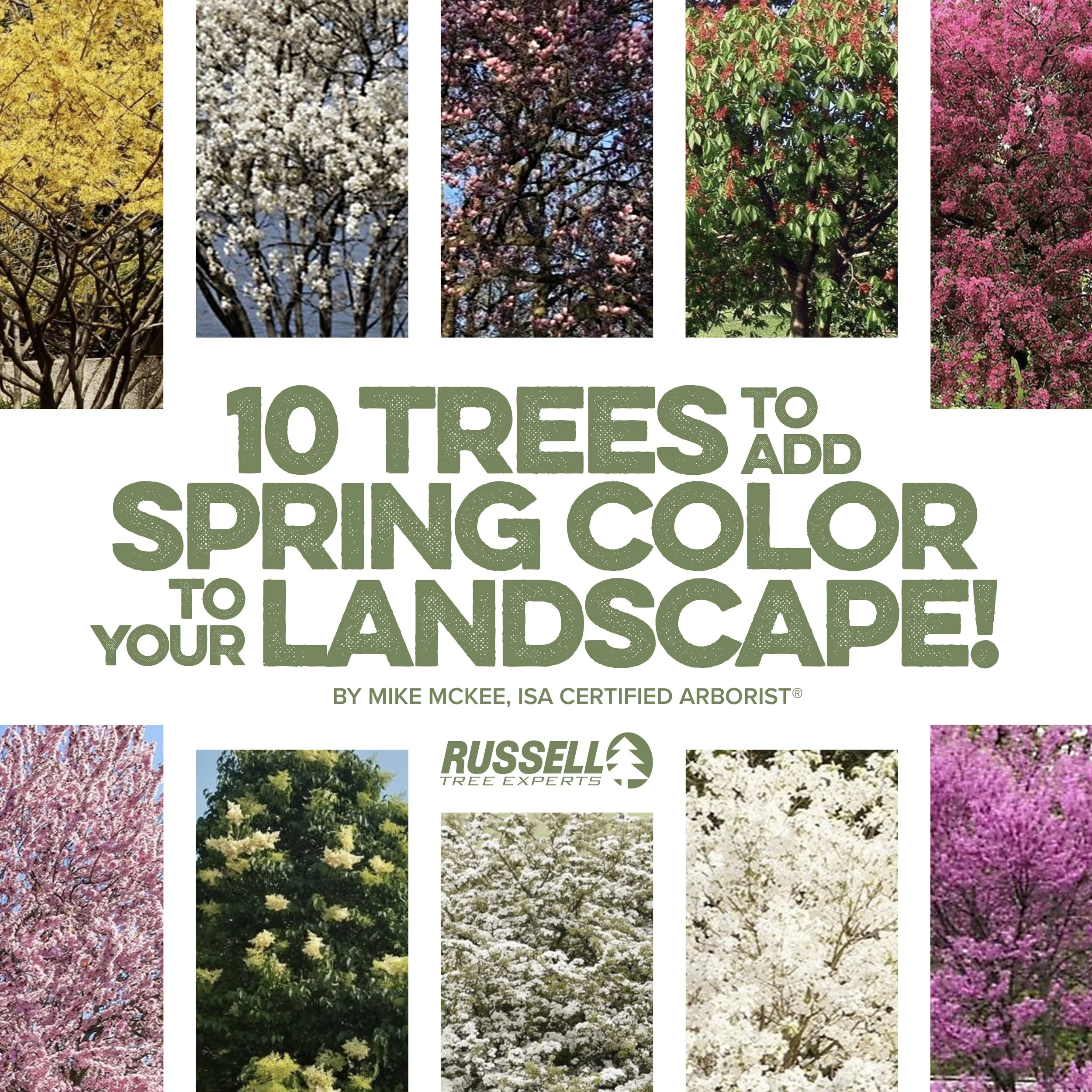 10 Trees to Add Spring Color to Your Landscape!